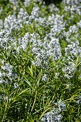 Halfway To Arkansas Blue Star (Amsonia ciliata 'Halfway To Arkansas') at Lakeshore Garden Centres