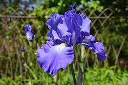 Victoria Falls Iris (Iris 'Victoria Falls') at Lakeshore Garden Centres