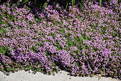 Elfin Creeping Thyme (Thymus praecox 'Elfin') at Peter Knippel Garden Centre