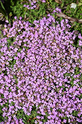 Elfin Creeping Thyme (Thymus praecox 'Elfin') at Peter Knippel Garden Centre