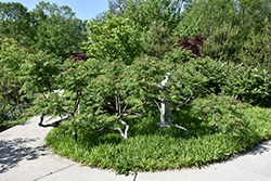 Smooth Sumac (Rhus glabra) at Lakeshore Garden Centres