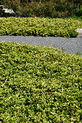 Japanese Spurge (Pachysandra terminalis) at Peter Knippel Garden Centre