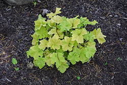 Guacamole Coral Bells (Heuchera 'Guacamole') at Lakeshore Garden Centres