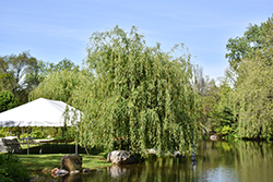 Niobe Golden Weeping Willow (Salix alba 'Niobe') at Lakeshore Garden Centres