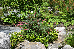 Valentine Bleeding Heart (Dicentra spectabilis 'Hordival') at Peter Knippel Garden Centre