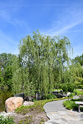 Golden Weeping Willow (Salix x sepulchralis 'Chrysocoma') at Lakeshore Garden Centres