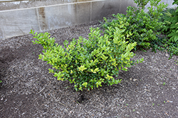 China Boy Meserve Holly (Ilex x meserveae 'China Boy') at Lakeshore Garden Centres