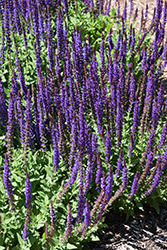 East Friesland Sage (Salvia nemorosa 'East Friesland') at Peter Knippel Garden Centre