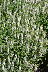 Snow Hill Sage (Salvia x sylvestris 'Snow Hill') at Lakeshore Garden Centres