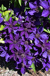 The President Clematis (Clematis 'The President') at Peter Knippel Garden Centre