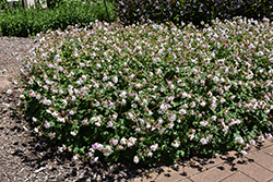 Biokovo Cranesbill (Geranium x cantabrigiense 'Biokovo') at Peter Knippel Garden Centre