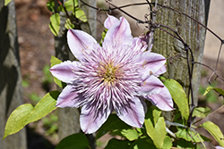 Empress Clematis (Clematis 'Empress') at Peter Knippel Garden Centre