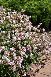 Biokovo Cranesbill (Geranium x cantabrigiense 'Biokovo') at Peter Knippel Garden Centre