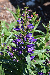 Pristine Lilac Purple Beardtongue (Penstemon barbatus 'Pristine Lilac Purple') at Peter Knippel Garden Centre