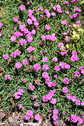 Mountain Frost Pink PomPom Pinks (Dianthus 'KonD1014K3') at Peter Knippel Garden Centre