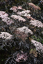 Black Lace Elder (Sambucus nigra 'Eva') at Peter Knippel Garden Centre
