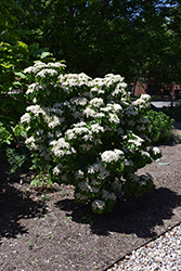 Erie Viburnum (Viburnum dilatatum 'Erie') at Lakeshore Garden Centres