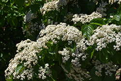 Erie Viburnum (Viburnum dilatatum 'Erie') at Lakeshore Garden Centres