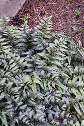Ursula's Red Japanese Painted Fern (Athyrium nipponicum 'Ursula's Red') at Lakeshore Garden Centres