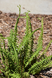 Dre's Dagger Fern (Athyrium filix-femina 'Dre's Dagger') at Lakeshore Garden Centres