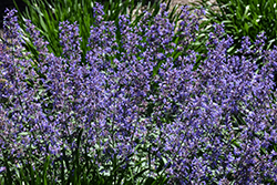 Junior Walker Catmint (Nepeta x faassenii 'Novanepjun') at Peter Knippel Garden Centre