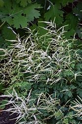 Misty Lace Goatsbeard (Aruncus 'Misty Lace') at Peter Knippel Garden Centre