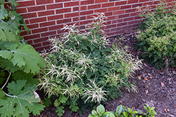 Misty Lace Goatsbeard (Aruncus 'Misty Lace') at Peter Knippel Garden Centre