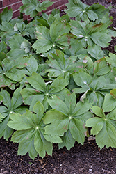 Mayapple (Podophyllum peltatum) at Lakeshore Garden Centres