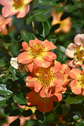 Oso Easy Paprika Rose (Rosa 'ChewMayTime') at Lakeshore Garden Centres