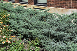 Grey Owl Redcedar (Juniperus virginiana 'Grey Owl') at Peter Knippel Garden Centre