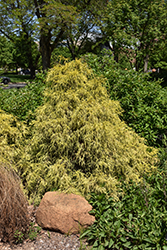 Golden Mop Falsecypress (Chamaecyparis pisifera 'Golden Mop') at Peter Knippel Garden Centre