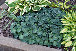 Blue Mouse Ears Hosta (Hosta 'Blue Mouse Ears') at Peter Knippel Garden Centre