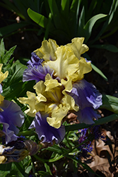 Edith Wolford Iris (Iris 'Edith Wolford') at Lakeshore Garden Centres