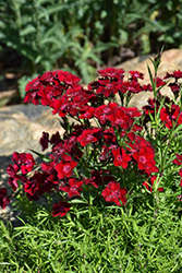 Rockin' Red Pinks (Dianthus 'PAS1141436') at Green Thumb Garden Centre