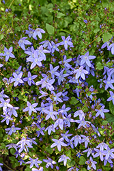 Serbian Bellflower (Campanula poscharskyana) at Peter Knippel Garden Centre