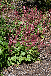 Berry Timeless Coral Bells (Heuchera 'Berry Timeless') at Peter Knippel Garden Centre
