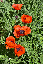 Crimson Red Poppy (Papaver orientale 'Crimson Red') at Lakeshore Garden Centres
