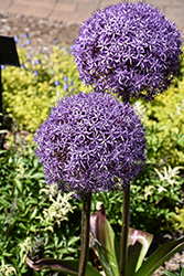 Globemaster Ornamental Onion (Allium 'Globemaster') at Lakeshore Garden Centres