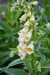 Yellow Foxglove (Digitalis grandiflora) at Lakeshore Garden Centres