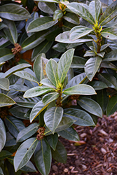 Greenfinity Cherry Laurel (Prunus laurocerasus 'Jong2') at Lakeshore Garden Centres