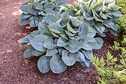 Big Daddy Hosta (Hosta 'Big Daddy') at Peter Knippel Garden Centre
