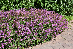 Karmina Cranesbill (Geranium x cantabrigiense 'Karmina') at Peter Knippel Garden Centre