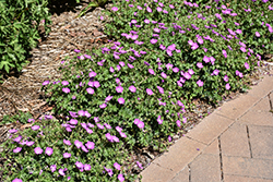 Max Frei Cranesbill (Geranium sanguineum 'Max Frei') at Peter Knippel Garden Centre