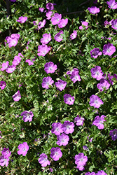 Max Frei Cranesbill (Geranium sanguineum 'Max Frei') at Peter Knippel Garden Centre