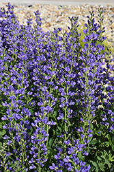 Decadence Deluxe Periwinkle Popsicle False Indigo (Baptisia 'Periwinkle Popsicle') at Lakeshore Garden Centres
