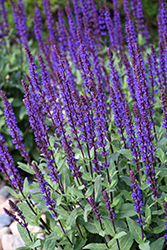 Caradonna Sage (Salvia nemorosa 'Caradonna') at Green Thumb Garden Centre