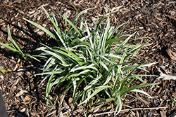 Silver Dragon Lily Turf (Liriope spicata 'Silver Dragon') at Lakeshore Garden Centres