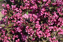 Minor Black Weigela (Weigela florida 'Minor Black') at Lakeshore Garden Centres
