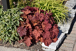 Rio Coral Bells (Heuchera 'Rio') at Peter Knippel Garden Centre
