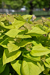Golden Catalpa (Catalpa bignonioides 'Aurea') at Lakeshore Garden Centres